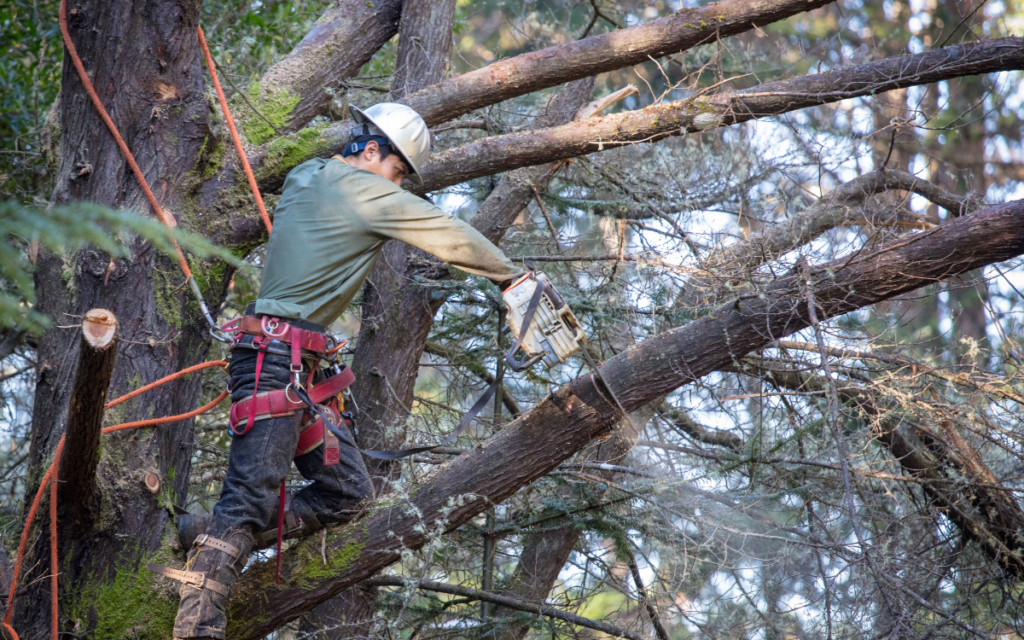 Taille douce, raisonnée et respectueuse de l'arbre